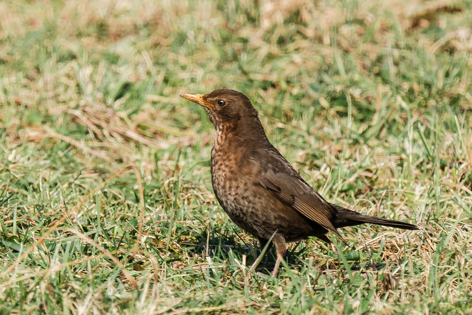 Amsel