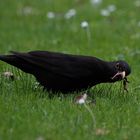 Amsel