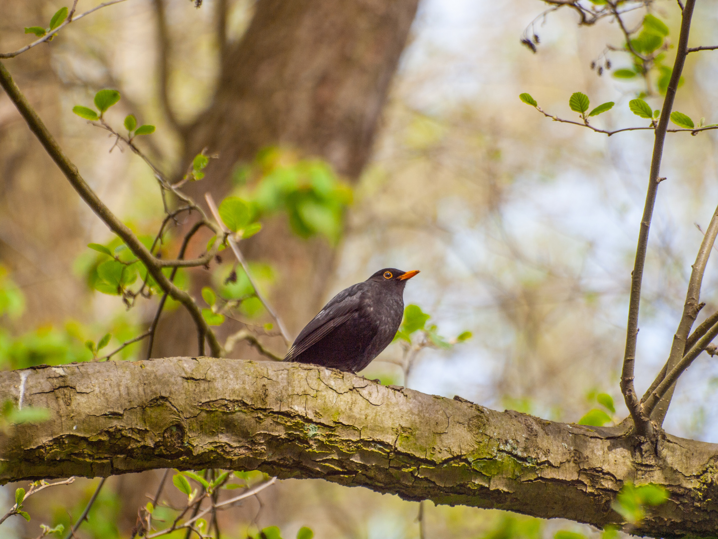 Amsel