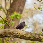 Amsel