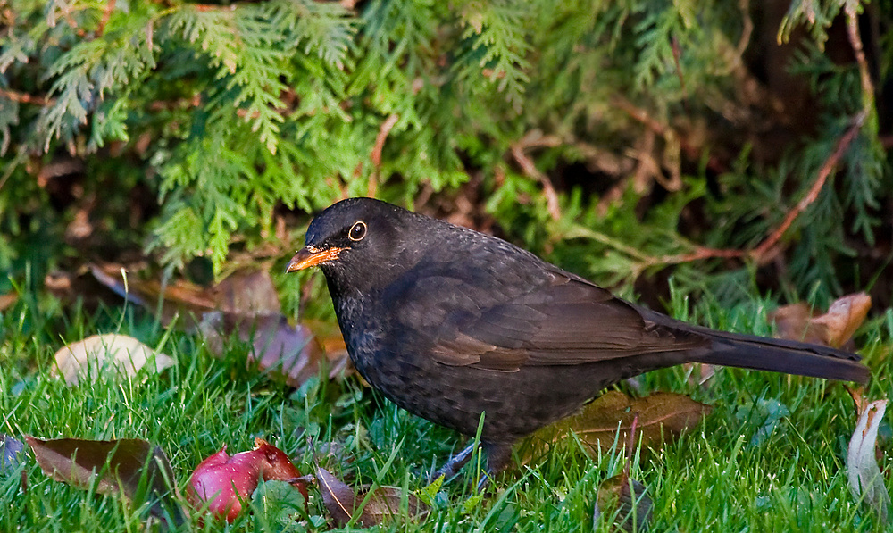 Amsel