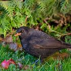 Amsel