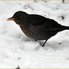 Amsel