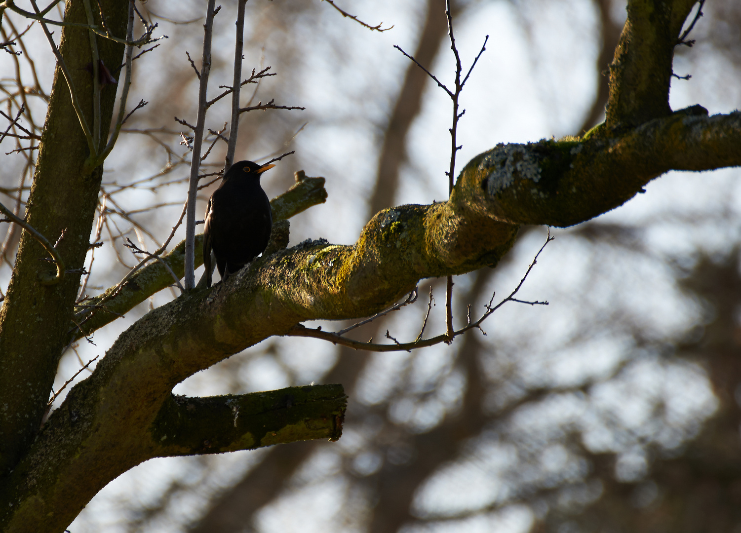 Amsel