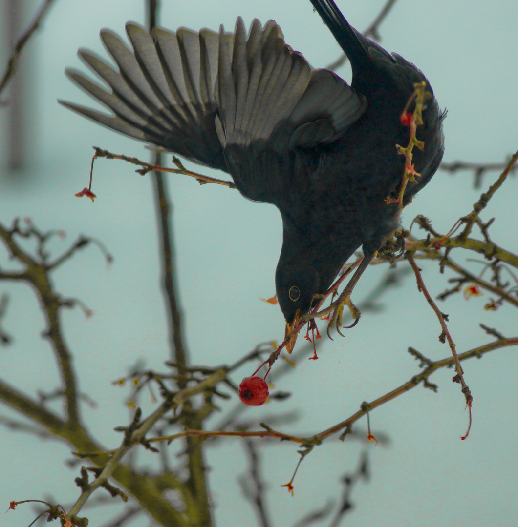 Amsel