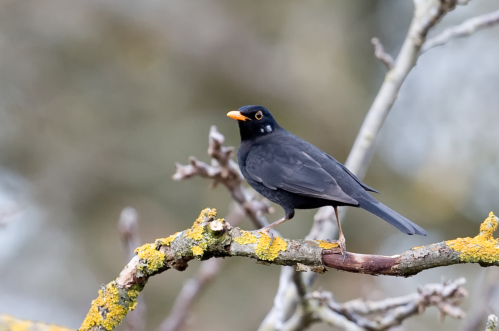 Amsel