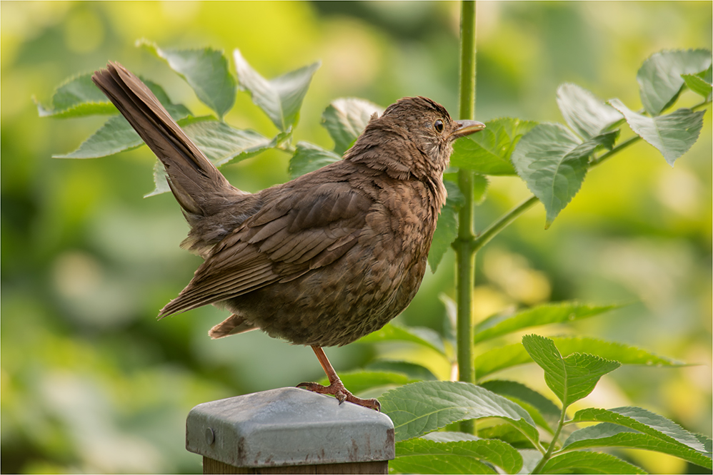 Amsel