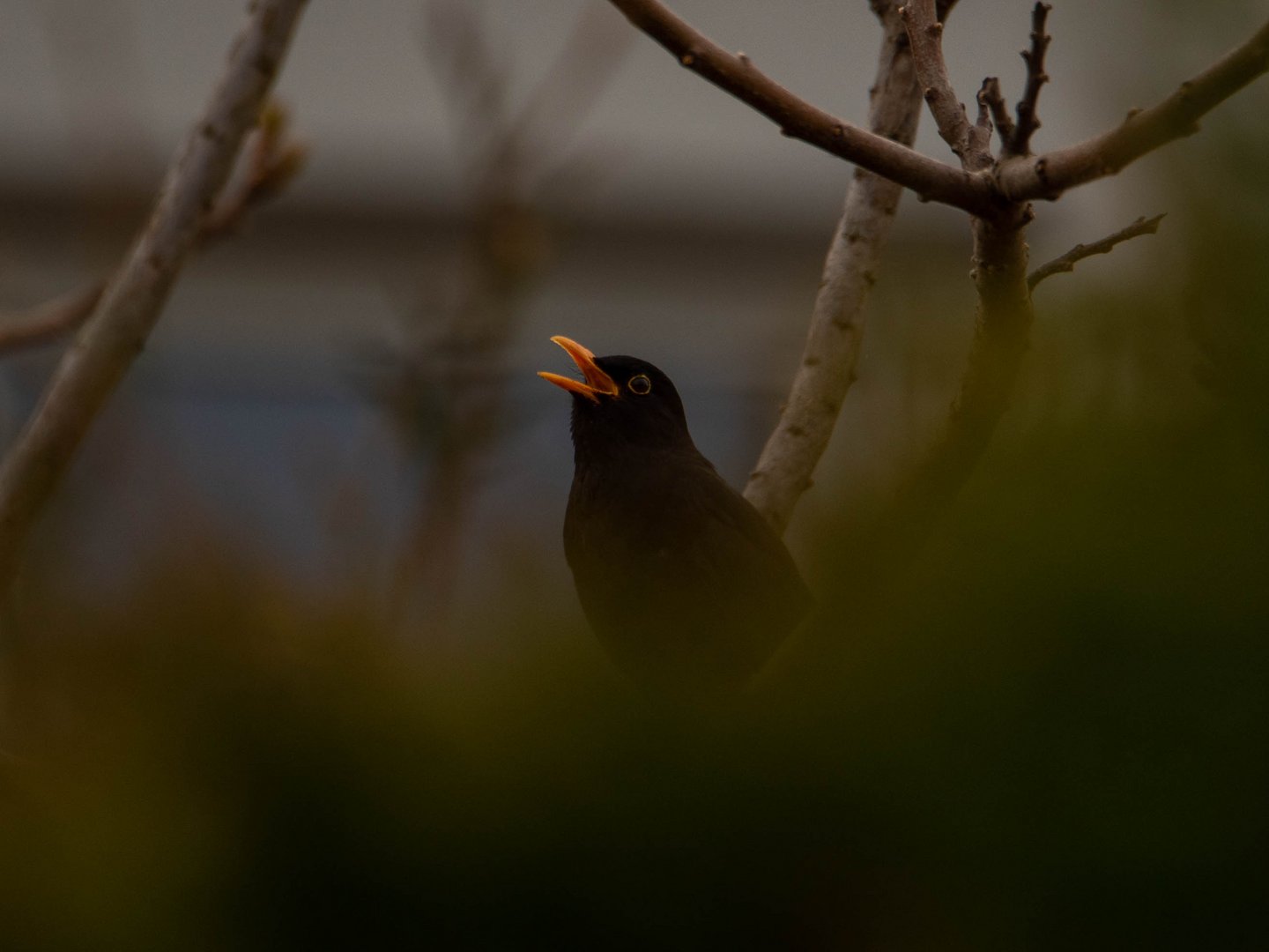 Amsel