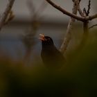 Amsel