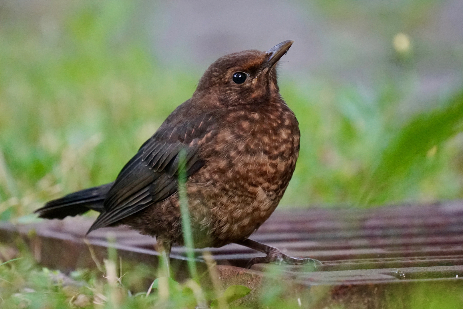 Amsel