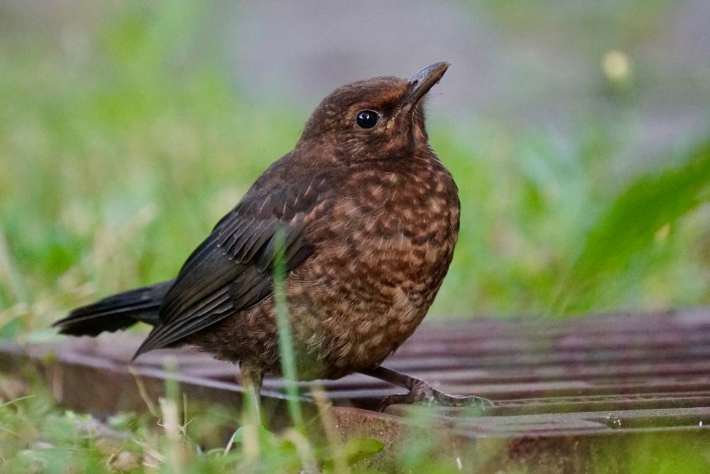 Amsel