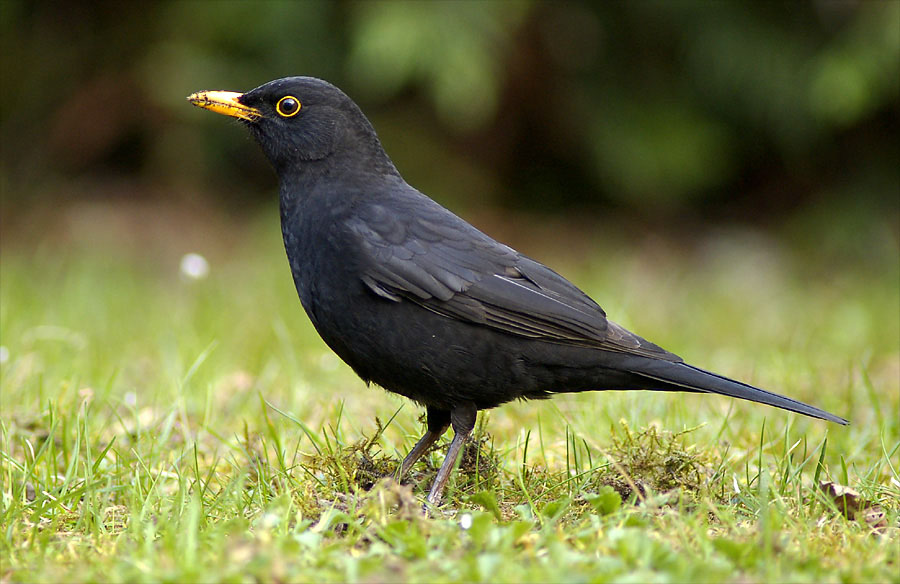 Amsel