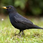 Amsel