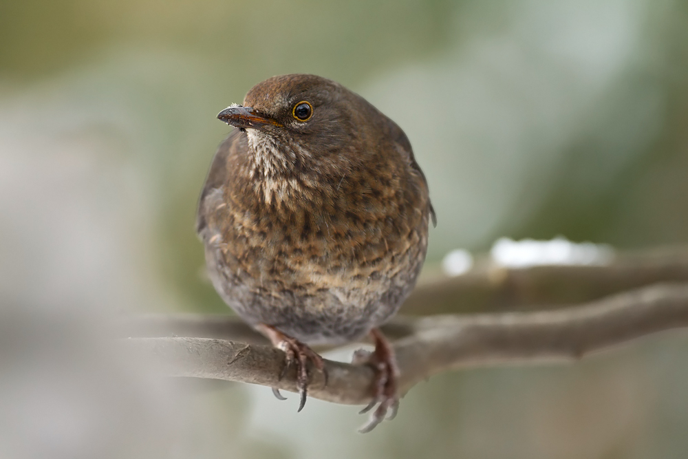 Amsel