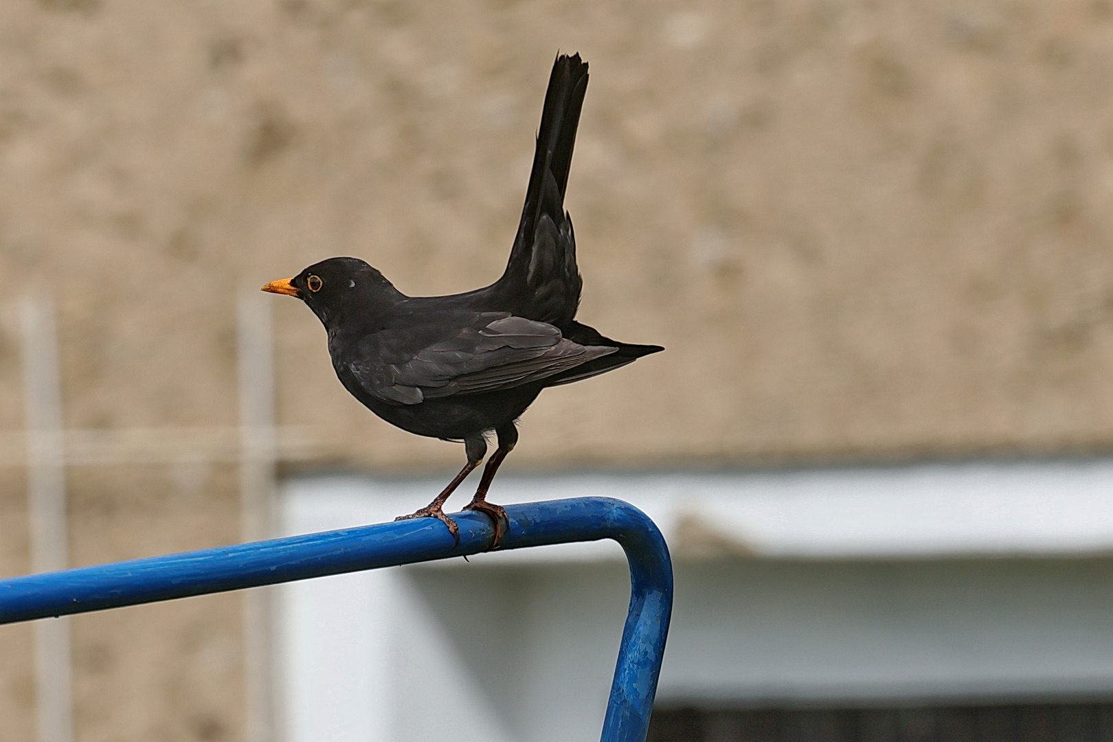 Amsel