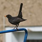 Amsel