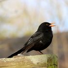 Amsel