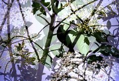 Amsel