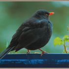 Amsel