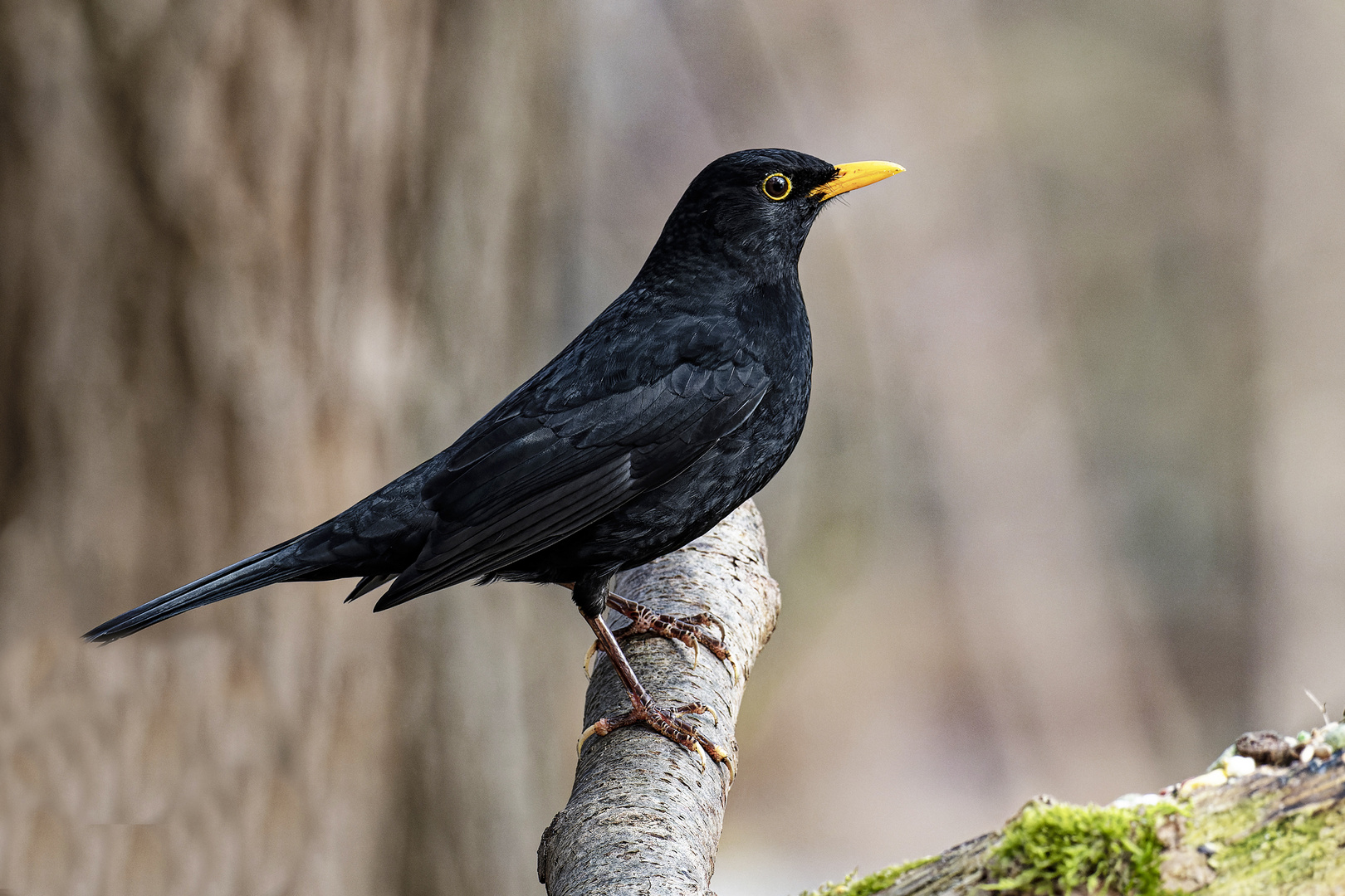 Amsel