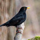 Amsel