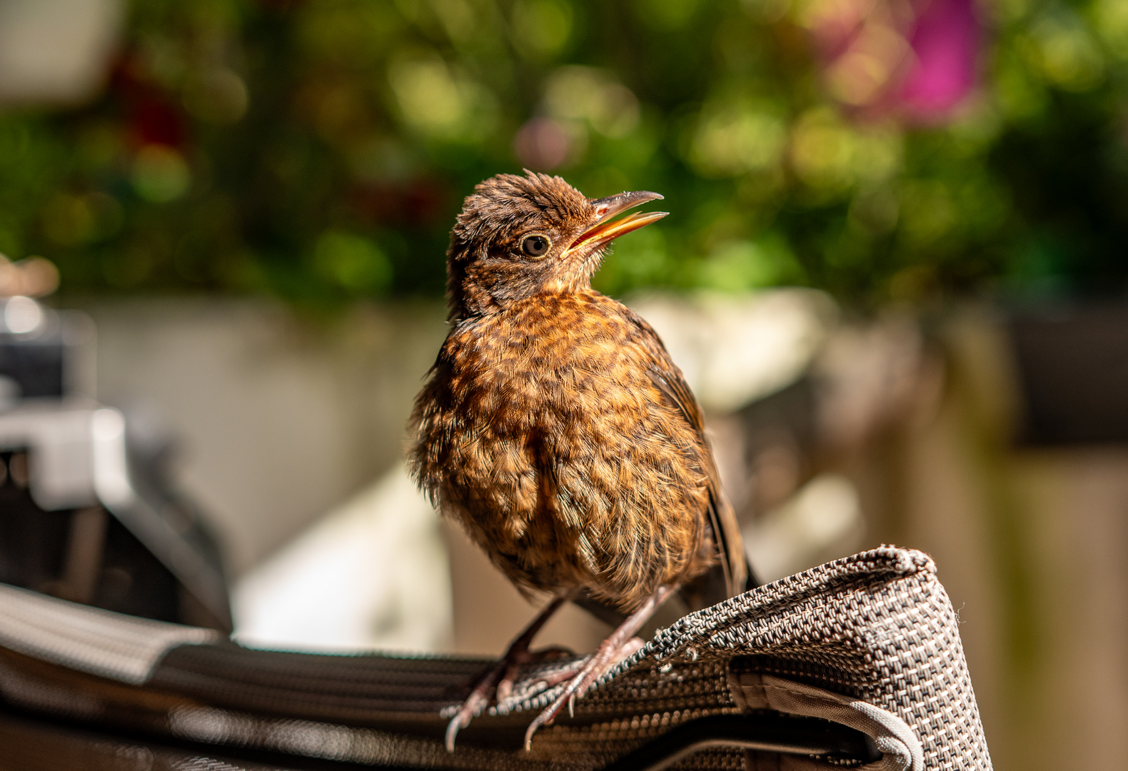 Amsel