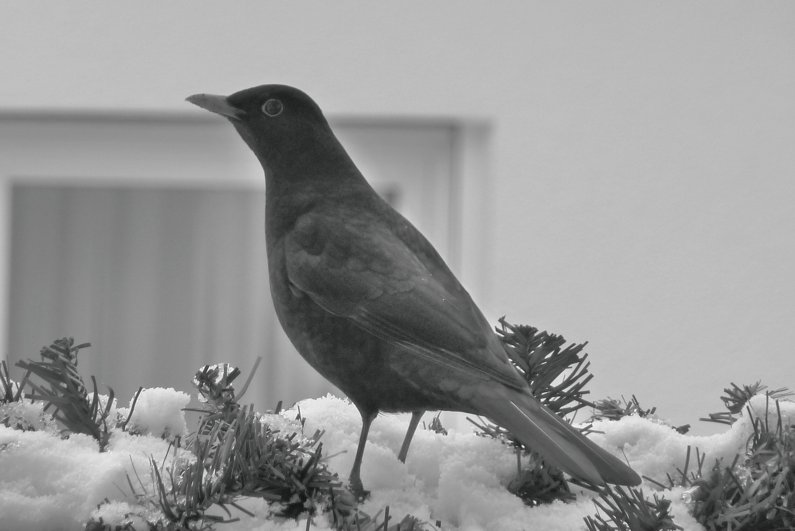 Amsel