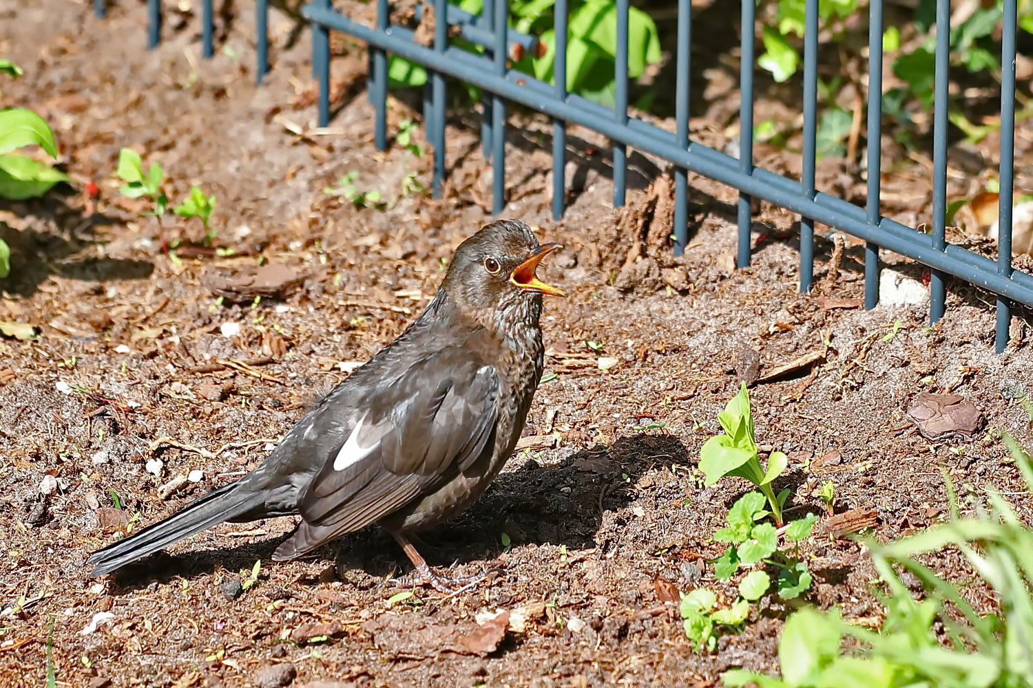 Amsel