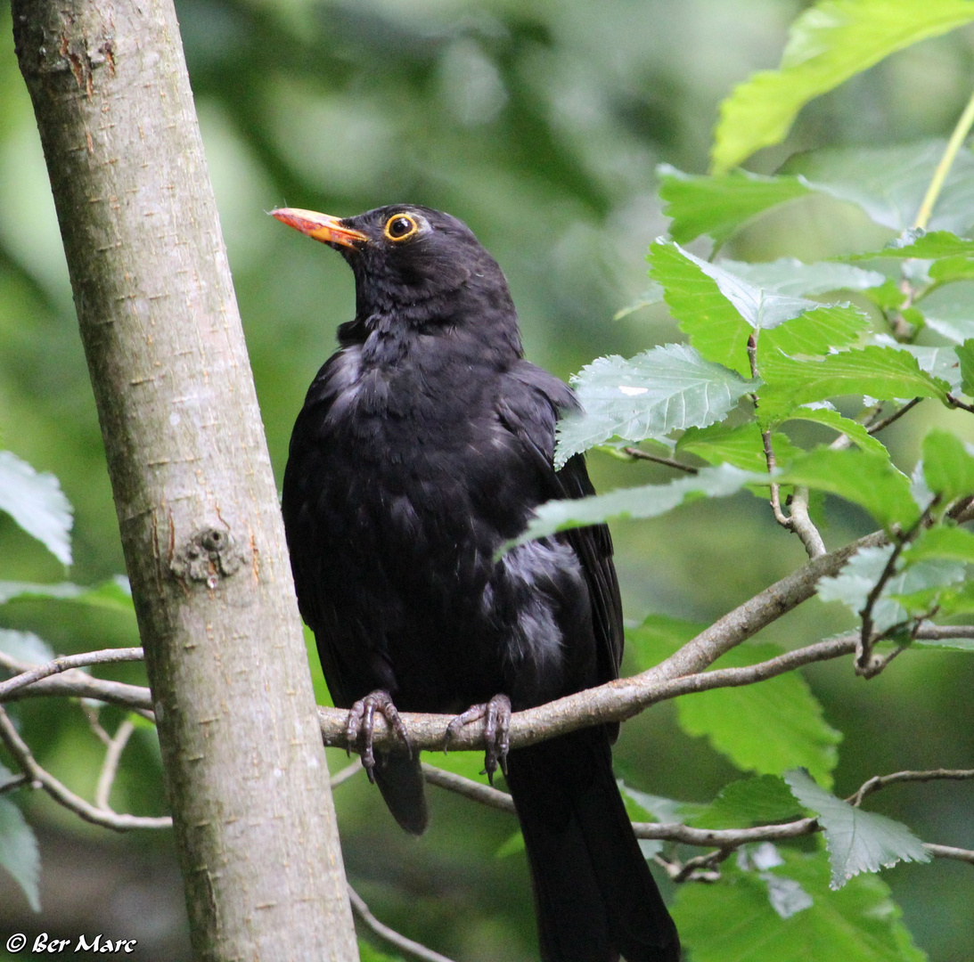 Amsel