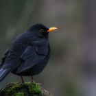 Amsel