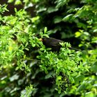 Amsel