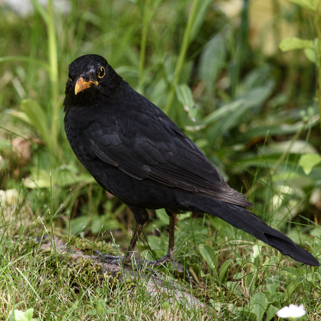 Amsel