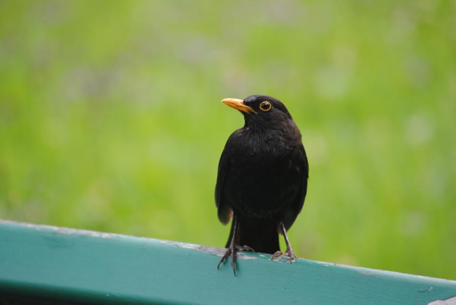 Amsel 1