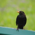 Amsel 1