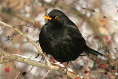 Amsel 1