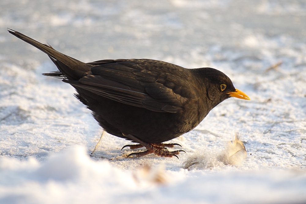 Amsel 1