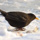 Amsel 1