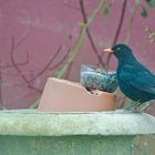 Amsel -1-