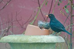 Amsel -1-