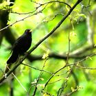 Amsel 1