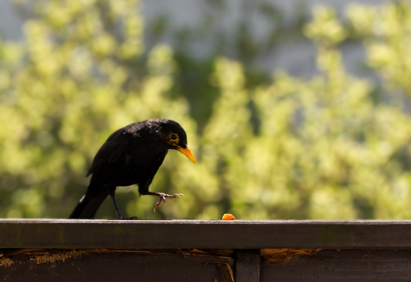 Amsel 1