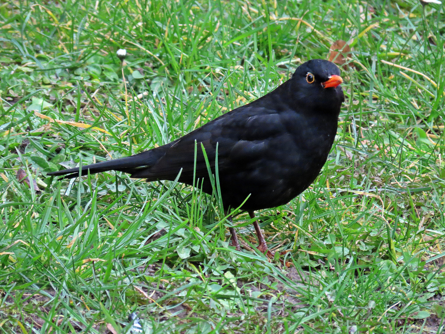 Amsel (10.03.2023)