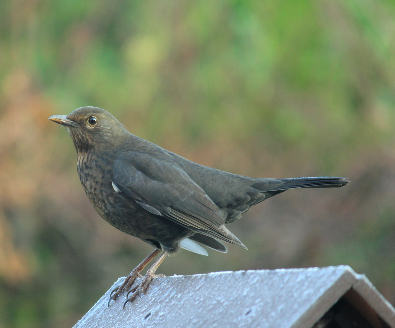 Amsel