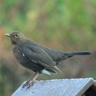 Amsel