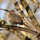 Amsel 