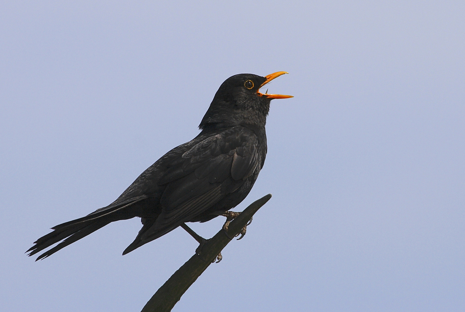 Amsel 