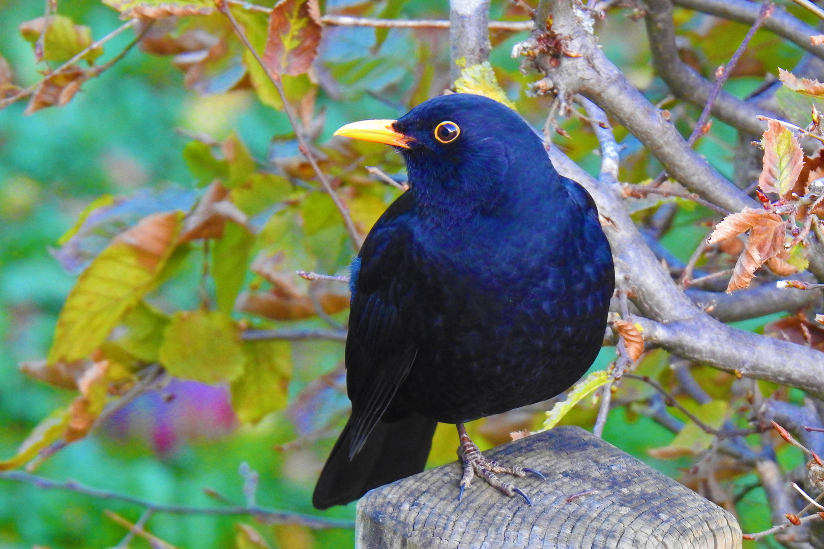 Amsel