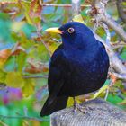 Amsel