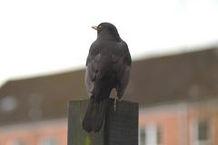 Amsel