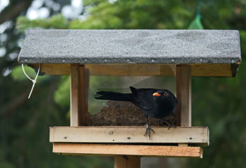 Amsel